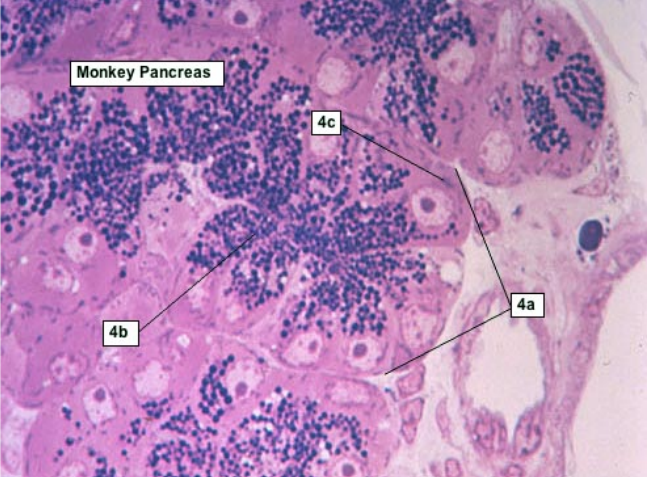 <p>Identify secretory unit for the pancreas?</p><p>Identify small round dark-staining objects?</p><p> What is the light microscope term from the older literature for the deep purple staining region in the basal pole of the cell?</p><p>What secretory material is present in the dark staining spheres in the cells?</p>