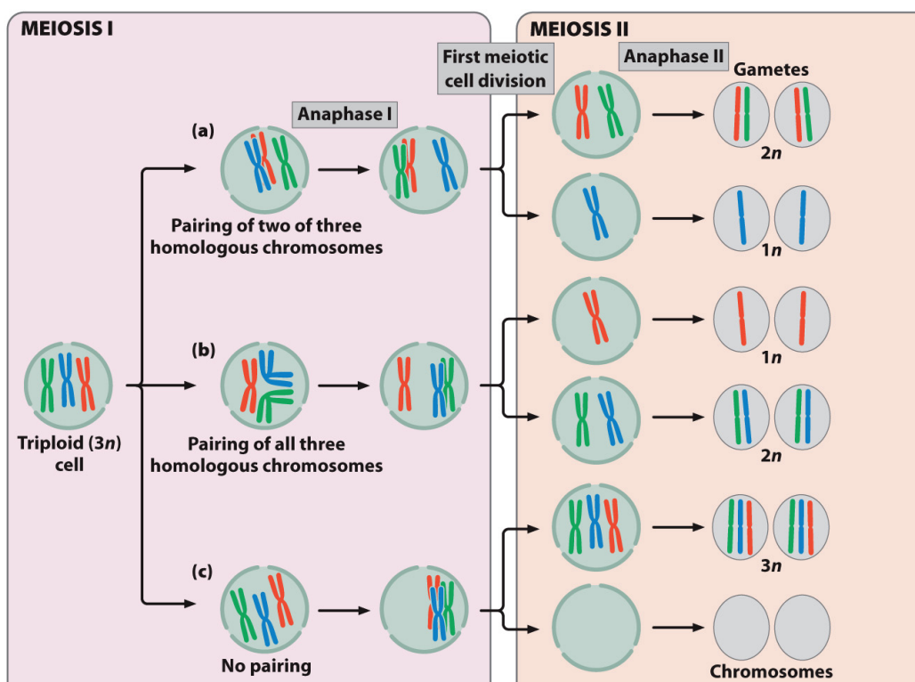 <ul><li><p>To propagate such sterile plants: </p><ul><li><p>Cuttings can be grown asexually (e.g. banana).</p></li><li><p>Tetraploid plant can be crossed to diploid plant to create triploid seeds (e.g. watermelon).</p></li></ul></li></ul><p></p>