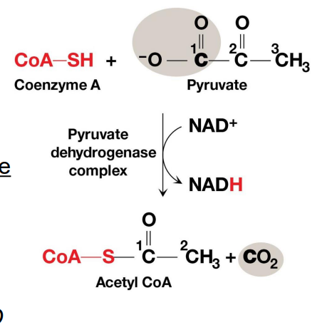 <ul><li><p>At the inner mitochondrial membrane a specific symporter <u>transports pyruvate into the matrix</u> along with a proton.&nbsp;</p></li><li><p>Then, pyruvate is converted into acetyl-CoA (By PDH), releasing CO2 and generating NADH</p></li></ul><p></p>