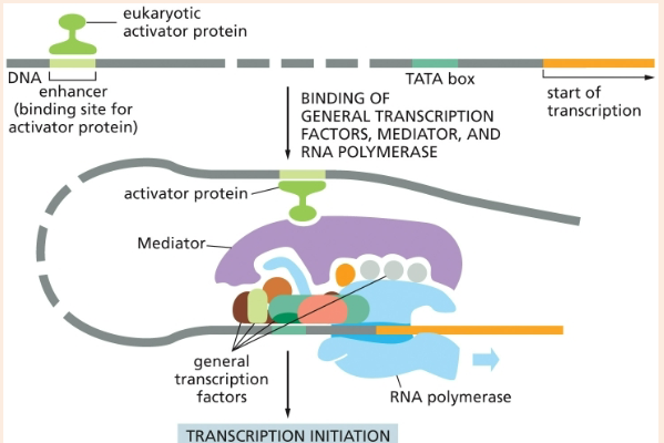 <p>activator proteins</p>