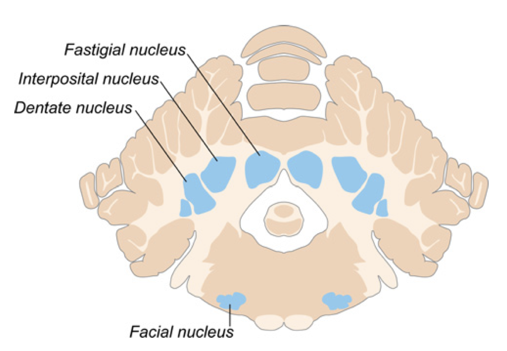 <p>Aggregations of neurons (gray matter) that are DEEP within the cerebellum…&nbsp;areas of neuronal activity</p><p></p><p>KNOW THAT THERE ARE 6 IN TOTAL!!!&nbsp; Don’t need to know the names&nbsp;</p>