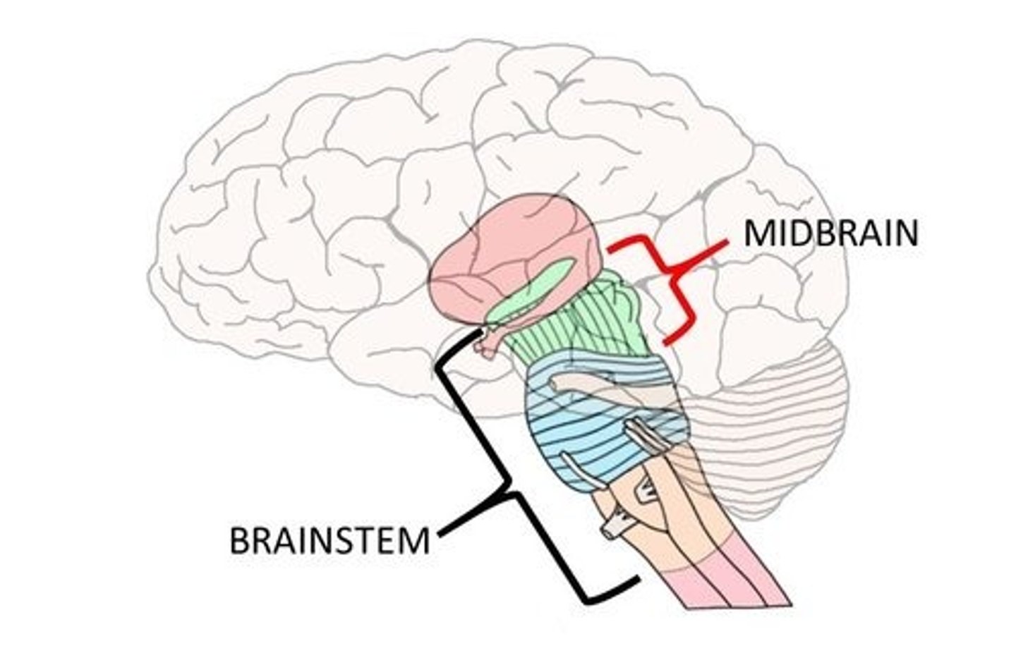 <p>(B) Midbrain</p><p>The Midbrain is the part of the brain stem that connects to the cerebrum.</p><p>Note that the cerebellum does connect to the cerebrum, but is not part of the brain stem!</p>