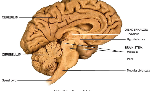 <p>Cerebrum, Diencephalon, Brainstem, and Cerebellum.</p>