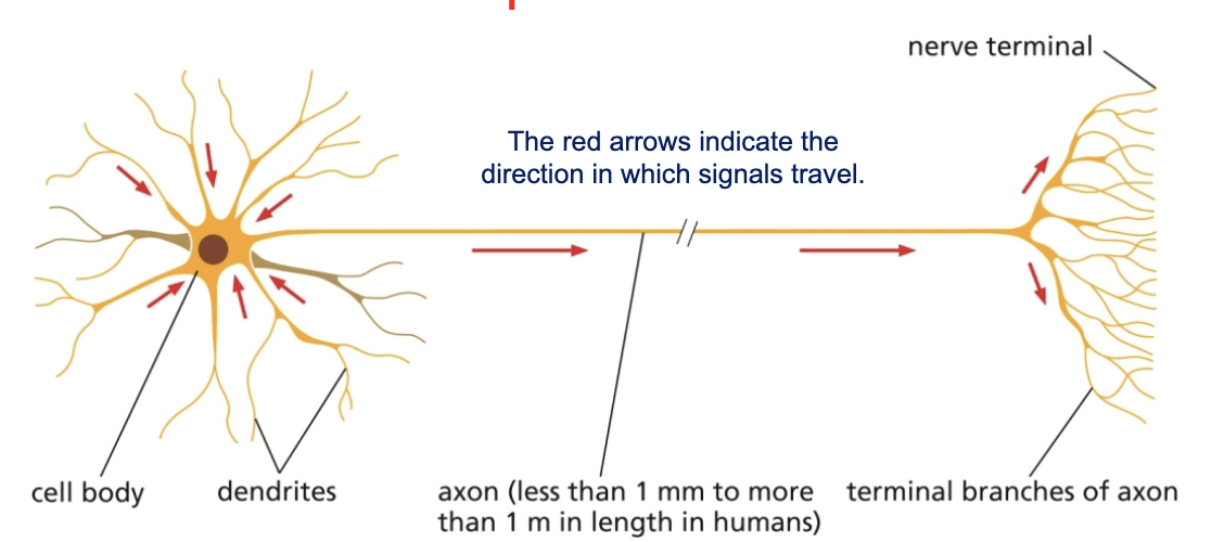 <p>dendrites, cell body, axon</p>