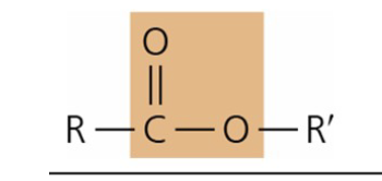 <p>What is the structure style, function, and common context of Ester?</p>