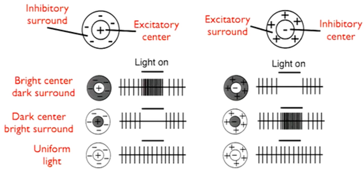 <p>On-center, off-surround: Light in center excites bipolar cells, light is surround inhibits, so optimal firing is focused light in the center.</p><p>Off-center, on-surround: Light in center inhibits bipolar cells, light in surround excites, so optimal firing is darkness in the center and light surrounding.</p><p>All light or all dark means RGC does not fire.</p>