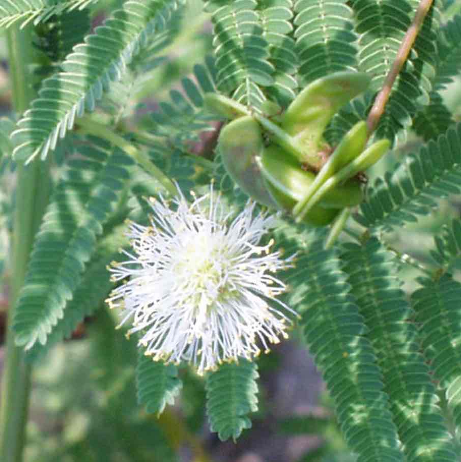 <p><img src="https://inaturalist-open-data.s3.amazonaws.com/photos/127082652/large.jpg" alt="Prairie Bundleflower (Wildlife and Wildflowers of Texas - Wildflowers Pt.  1) · iNaturalist"></p>