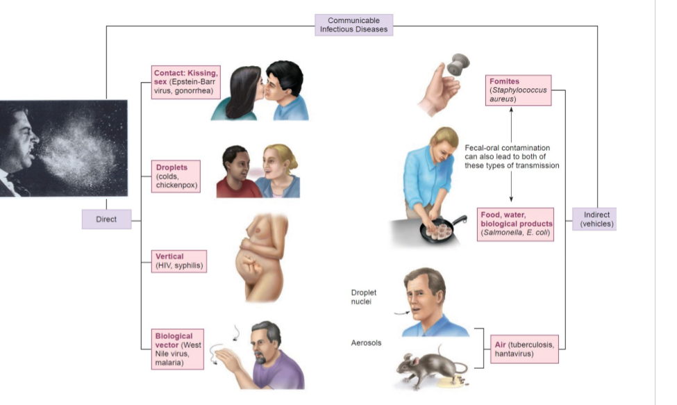 <ul><li><p>communicable disease</p></li><li><p>movement of people, travelling leading to resistant organisms</p></li><li><p>for example, you carry your microflora with you</p></li></ul><p></p>