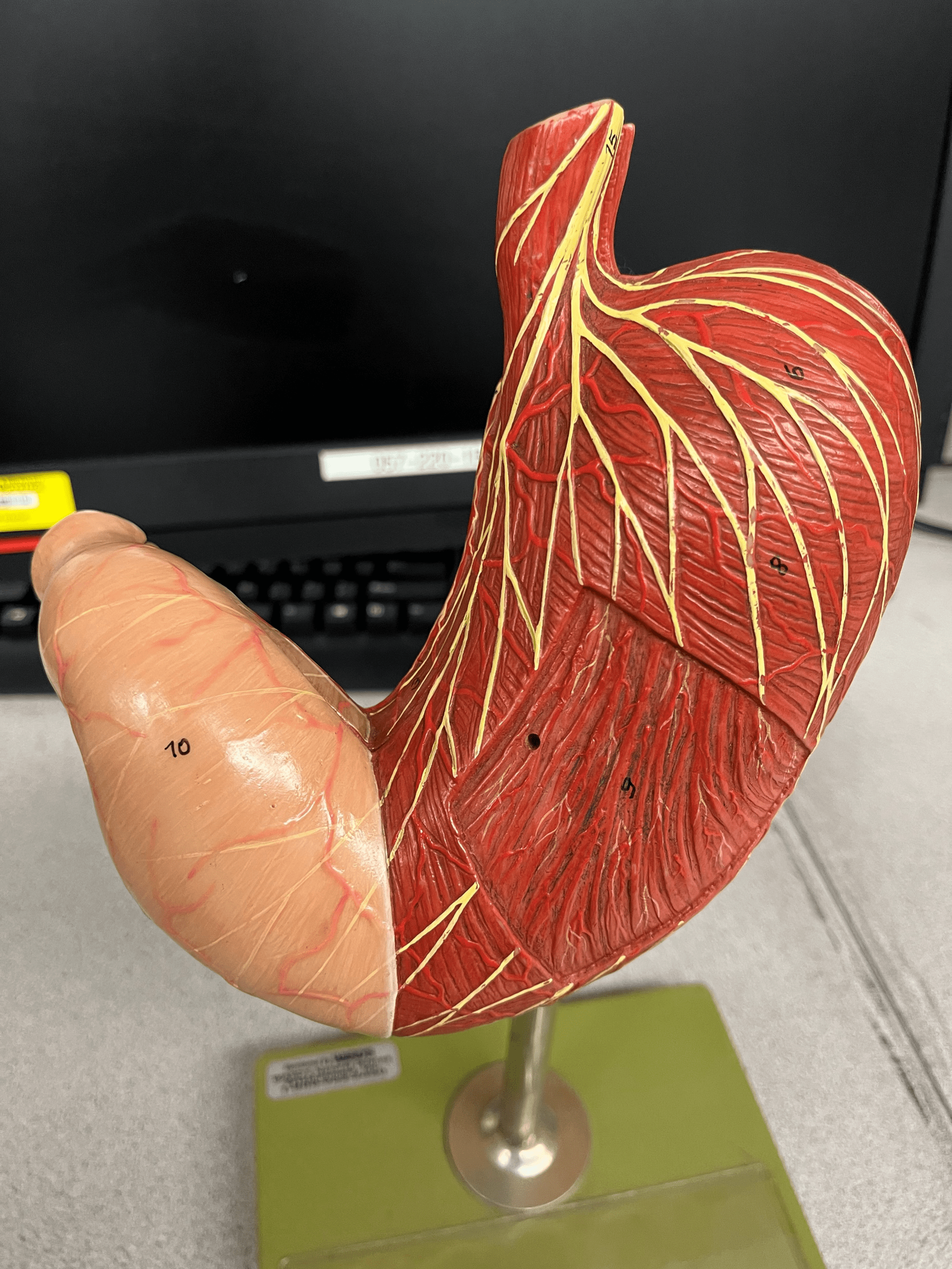 • A J-shaped open immediately inferior to the diaphragm on the left side of the abdominal cavity.

• Divided into four regions: the cardia, fundus, body, and pylorus.

• Mixes and churns food.