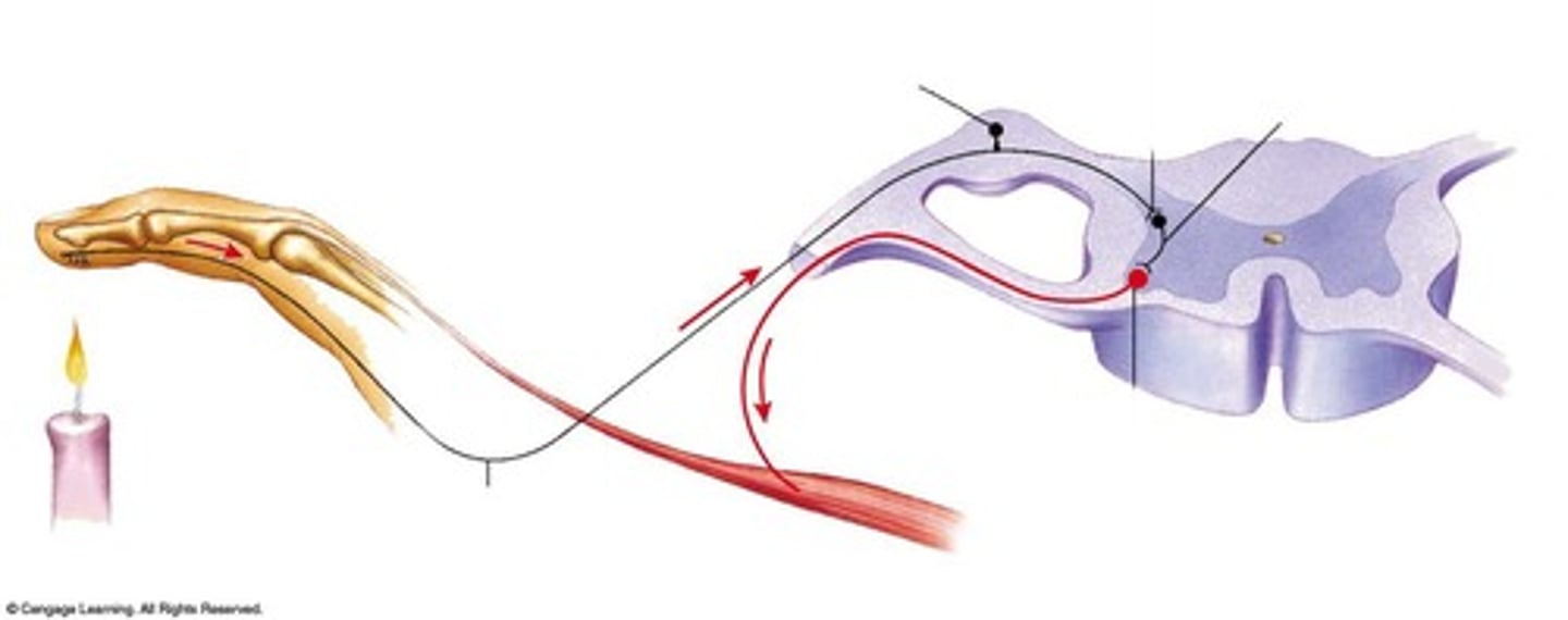 <p>protective function</p><p>innate behavior</p><p>PNS connects to CNS</p><p>involve cranial or spinal pathways</p>