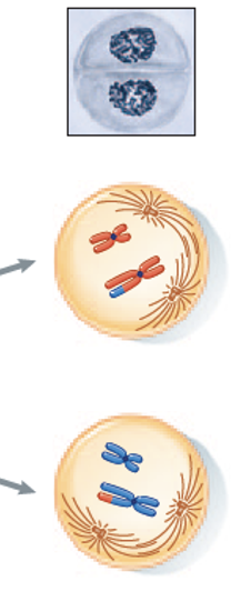 <p>After a brief interphase with no DNA replication, new spindle fibres form.</p>