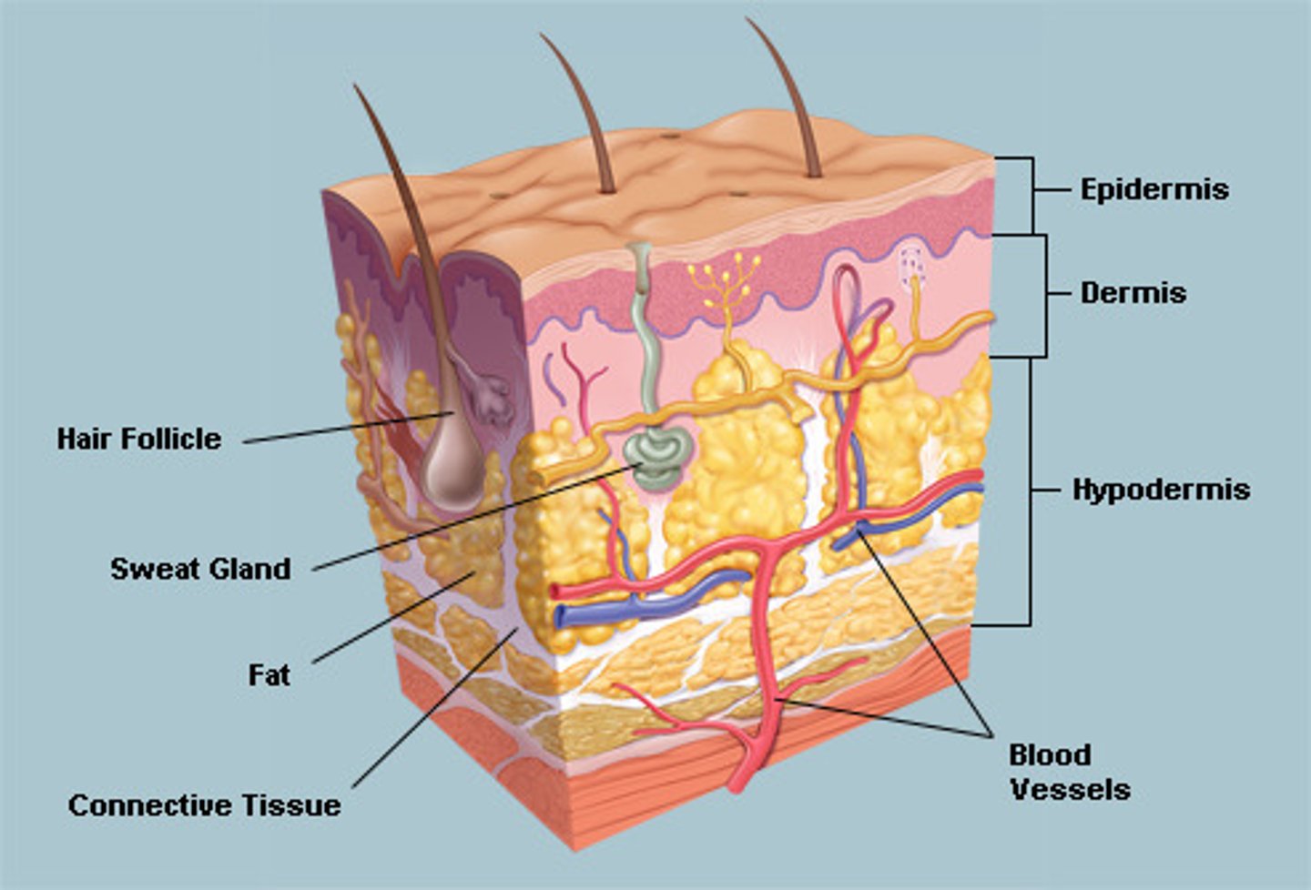 <p>blood vessels:</p><p>- vasoconstriction occurs</p><p>- less blood flow to surface of skin</p><p>- less heat transfer by radiation</p><p>hair:</p><p>- hair erector muscle contracts, so hairs pulled upright</p><p>- traps air, so less heat transfer by radiation</p><p>Sweat gland:</p><p>- produces less sweat, so less heat transfer by evaporation</p><p>- shivering, where muscles contract releasing energy</p>