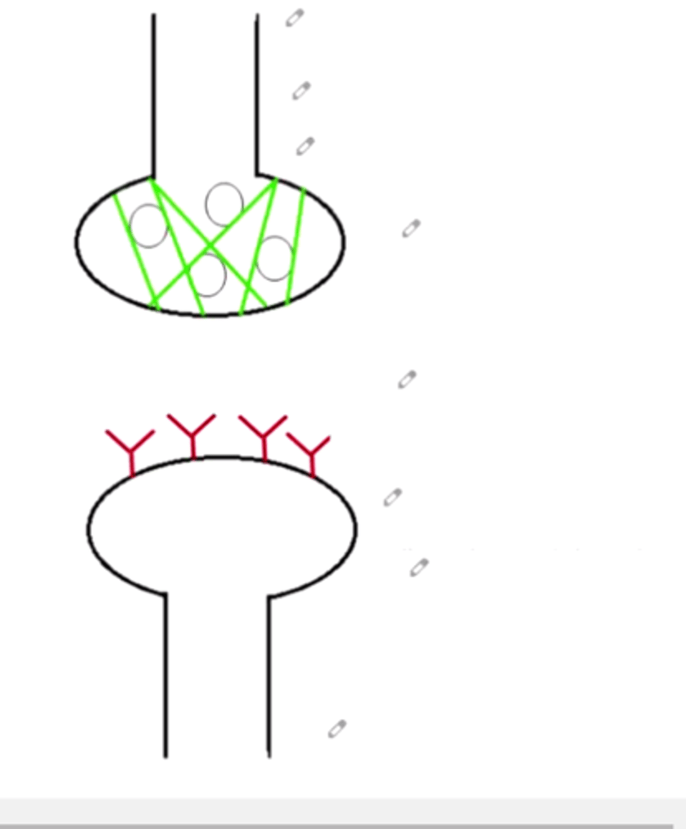 <p>Location at which a neuron can transfer an impulse to another cell</p>