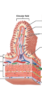 what are the four histological layers (and their possible subdivisions/types) of the digestive tract, from deep to superficial? describe their constitution and associations.