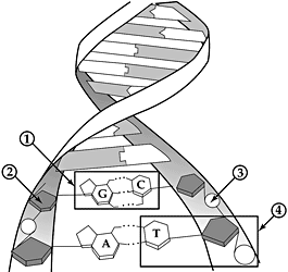 <p>Using the image above, What number represents a deoxyribose?</p>