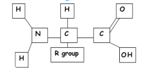 <p>central carbon, amino group, carboxyl group, R group</p>