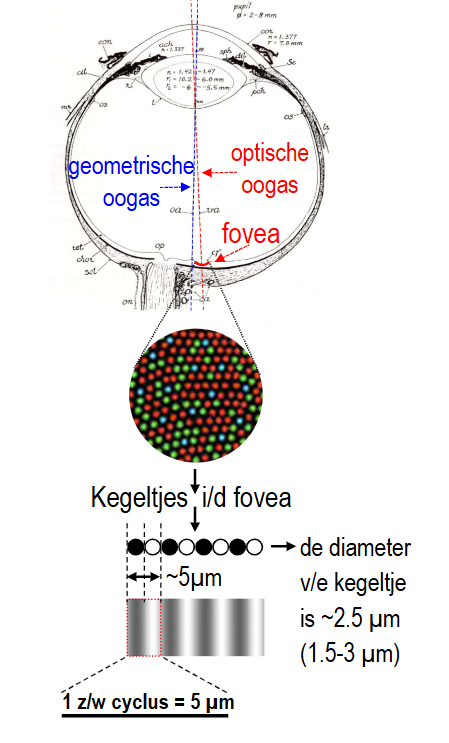 <ul><li><p>geometrische as (blauw)</p></li><li><p>optische as (rood)</p><ul><li><p>iets schuiner, door de fovea</p></li><li><p>functioneel belangrijker als referentie</p></li></ul></li><li><p>fovea:</p><ul><li><p>enkel kegeltjes (rood-groen-blauw)</p></li><li><p>diameter van kegeltje thv fovea: ± 2,5 micrometer</p></li></ul></li></ul><p>→ aanbieden van zwart-wit patroon:</p><ul><li><p>zwart-wit cyclus moet 5 micrometer zijn om die nog te kunnen onderscheiden (donker deel valt dan op ‘zwarte’ kegeltje &amp; bleke deel op ‘witte’ kegeltje)</p></li><li><p>center van kegeltjes in fovea: ligt op afstand van ± 0,008 graden (= halve boogminuut) → past goed bij waargenomen gezichtsscherptelimiet van 0,017 graden (want 2 kegeltjes per cyclus nodig om strepen nauwkeurig te kunnen waarnemen)</p><ul><li><p>in periferie: staafjes dichter op elkaar (denser) dan kegeltjes, &amp; hoge graad van convergentie waardoor gezichtsscherpte in periferie veel slechter is dan in fovea</p></li></ul></li></ul><p></p>
