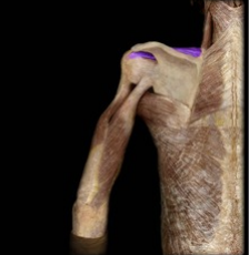 <p>Abducts the arm.</p>