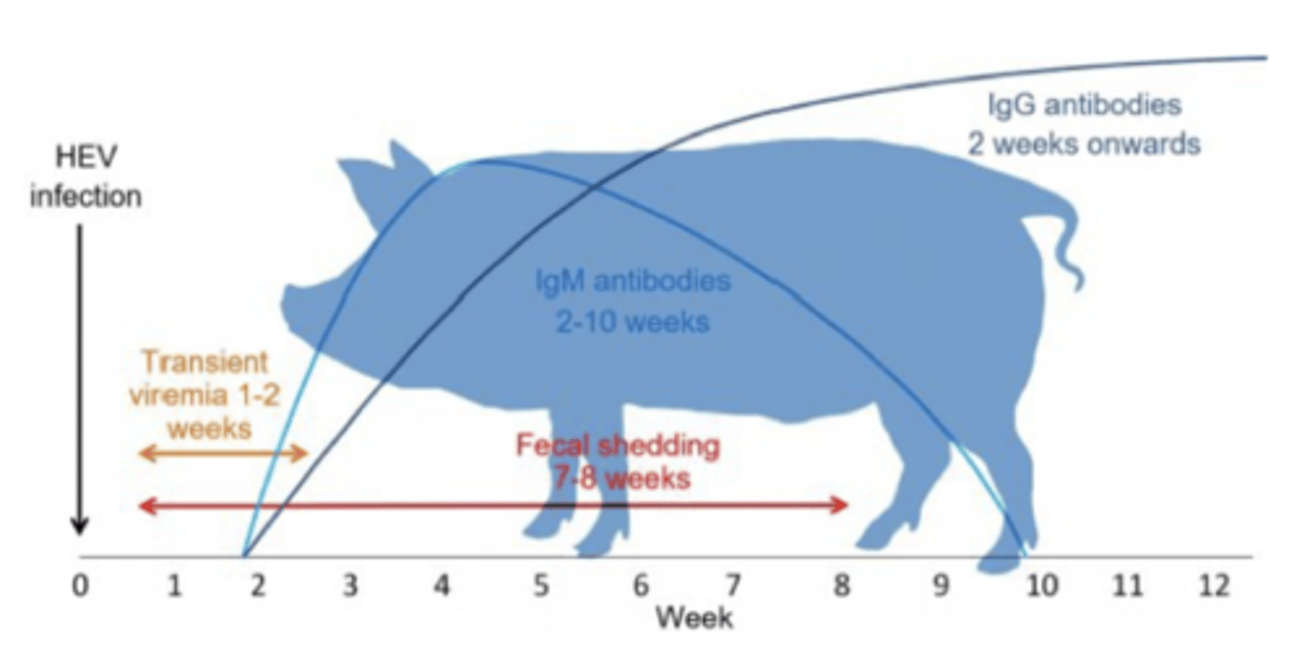 <p><strong>1.</strong> Most common cause of enteric viral hepatitis infection in humans</p><p><strong>2.</strong> Low mortality, usually asymptomatic, subclinical</p><p><strong>3.</strong> Spread via direct contact with faeces, faecal-oral</p><p><strong>4.</strong> HEV1/2 (Human → Human), HEV3/4 (Pig → Human)</p><p><strong>5.</strong> Most pigs in the world have HEV antibodies (feral and domestic)</p>