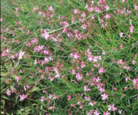 <p>Gaura lindheimeri </p>