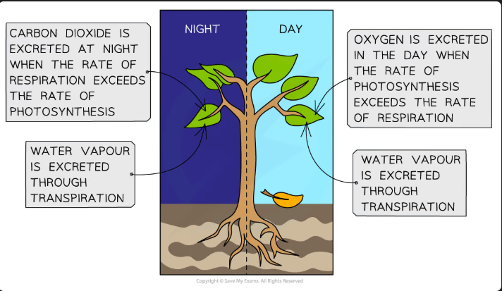 <ul><li><p>Waste products excreted by <strong>plants</strong> include:</p><ul><li><p><strong>Oxygen</strong> from <strong>photosynthesis</strong></p></li><li><p><strong>Carbon dioxide</strong> from <strong>respiration</strong></p></li><li><p><strong>Water</strong> from <strong>respiration</strong> and other chemical reactions</p></li></ul></li></ul><p></p>