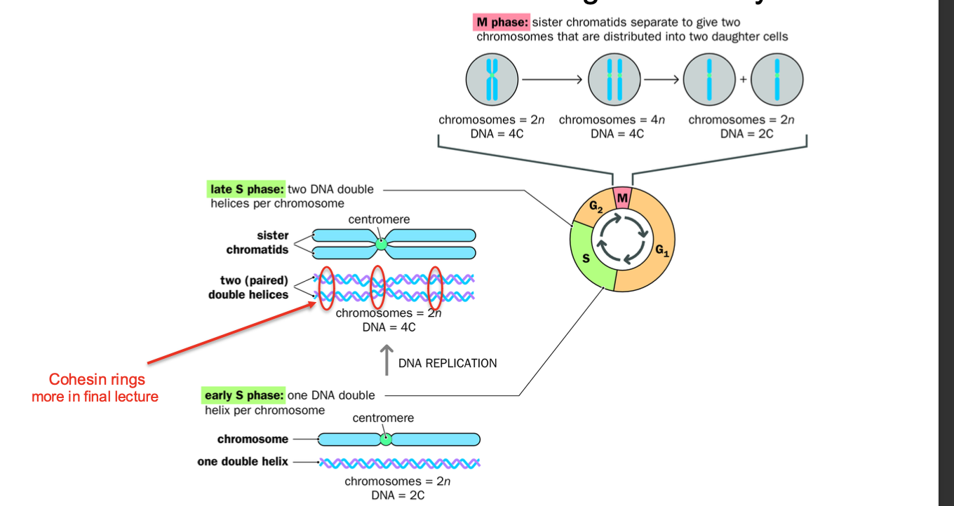 <p>Cell cycle</p><p>-Series of events leading to cell DIVISION AND REPLICATION</p><p></p><p></p><p>replication first - makes the sister chromatids - THEN MITOSIS</p><p>M phase: Cell division phase - Mitosis and Cytokinesis -<strong>CHROMOSOMES ARE CONDENSED </strong></p><p>Stages in mitosis: Prophase,prometaphase metaphase,anaphase,telophase,cytokinesis )</p><p>Chromosomes condense in preparation for nuclear and cell division</p><p><strong>After replication</strong> -<strong> each chromosome consists of 2 SISTER CHROMATIDS</strong> joined by centomere - bound by cohensins </p><p>Chromatids aligned along metaphase plate - PULLED APART DURING ANAPHASE- cohesins cleaved </p><p>Pulled to opposite poles</p><p></p><p>Cytokinesis - Cytoplasm divides - <strong>forming 2 daughter cells - </strong>each with a full set of chromosomes </p><p><strong>(SISTER CHROMATIDS SPLIT FORMING 2 DAUGHTER CELLS)</strong></p><p></p><p>Interphase: Growth + DNA replication - <strong>CHROMOSOMES ARE DECONDENSED </strong></p><p>G1 - period of cell growth, cell ensures it has the nutrients required to grow</p><p>S PHASE:</p><p>Dna replication phase - replication of Chromosomes - form  - held together by cohesins to be cleaved during anaphase </p><p>G2 - further growth and preparation for MITOSIS </p>