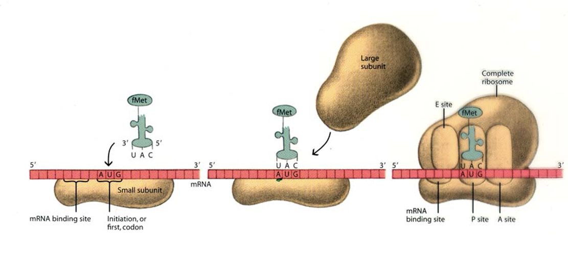 <p>Initiation phase of translation</p>
