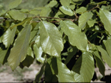 <p>Common Name</p>