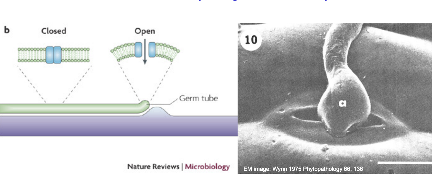 <ol><li><p>blocked by extracellular Gd3+ at concentration that also inhibit appressorial differentiation</p></li><li><p>apex hits the ridge</p></li><li><p>range of membrane tensions of this hit opens the channel</p></li><li><p>nascent cell wall and membrane deform</p></li><li><p>apical region wall is flexible enough to allow sufficient deformation to affect stretch activated channels</p></li></ol><p></p><p></p>