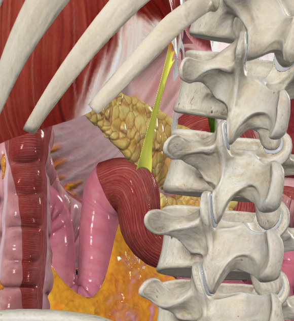 <p>What is highlighted in yellow</p>