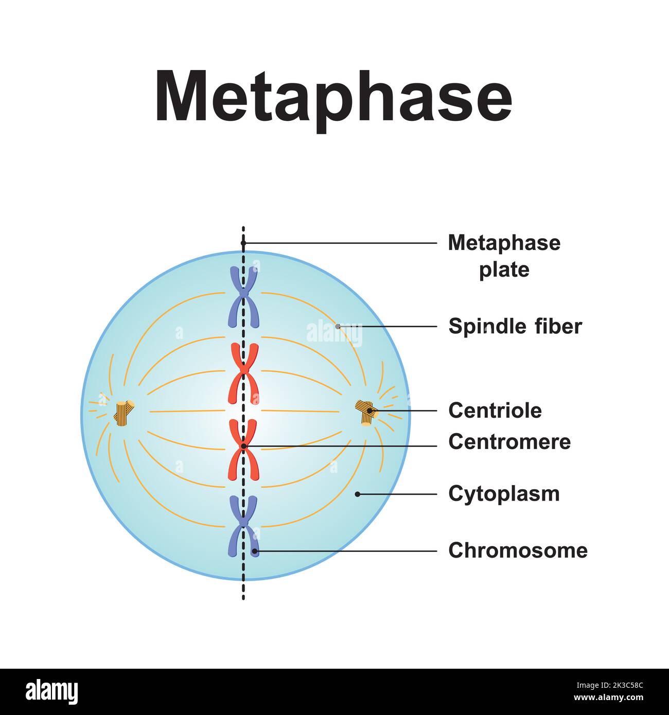 <ul><li><p>chromosomes line up in the middle of the cell </p></li><li><p>spindle fibers help to coordinate the movement of the chromosomes </p></li><li><p>it is the <strong>SHORTEST </strong>phase </p></li></ul><p></p>