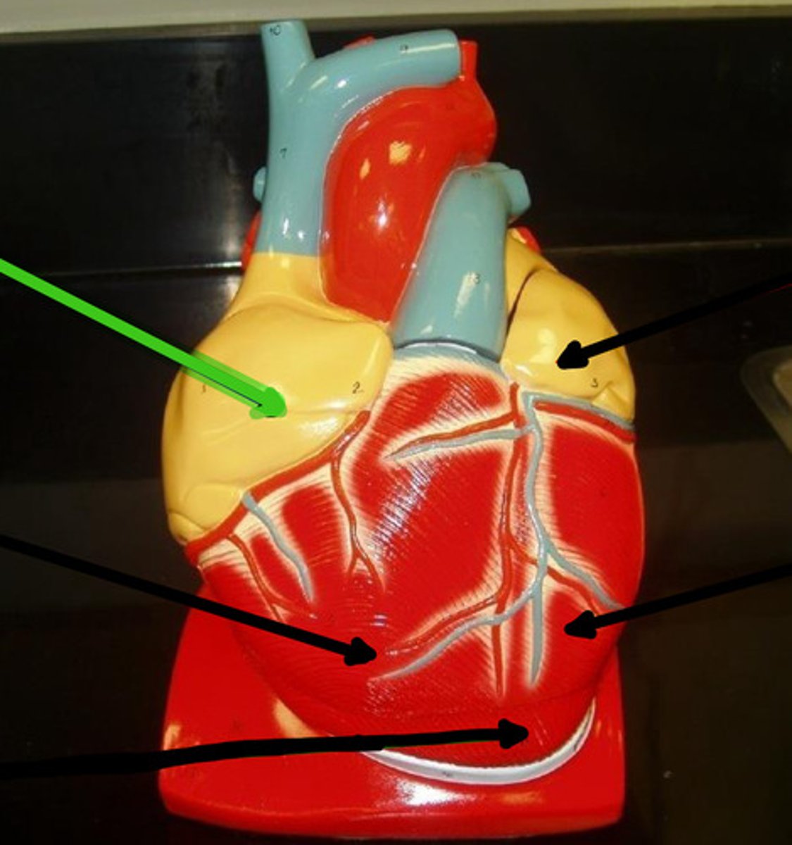 knowt flashcard image