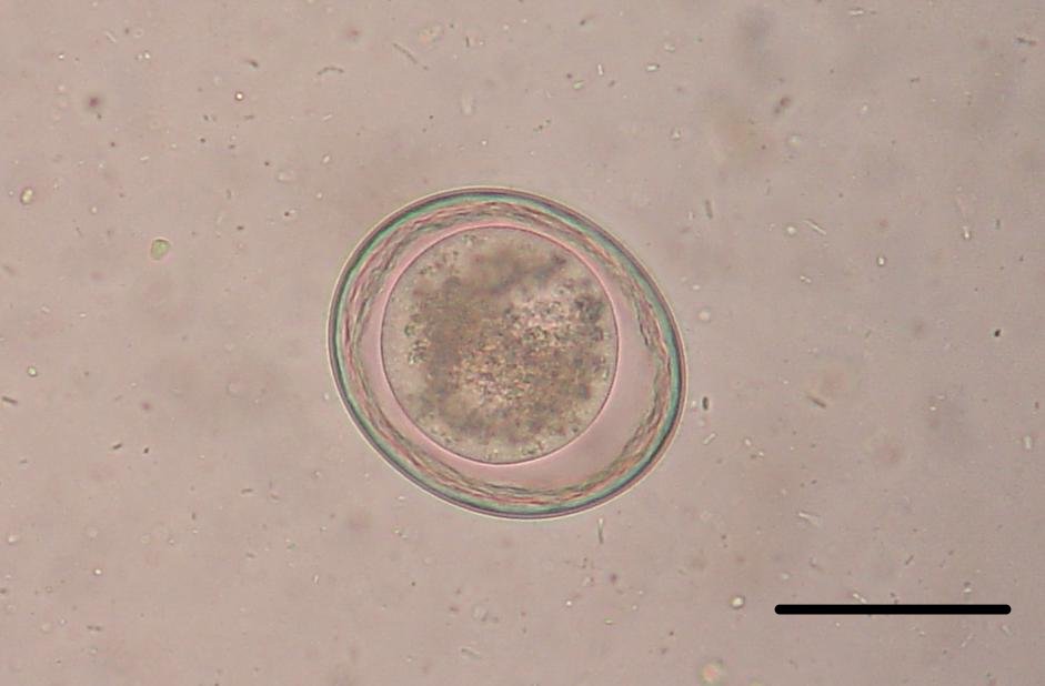 <p>A type of roundworm egg that can be found in dogs and cats NOT ZOONOTIC </p>