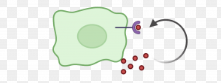 <p>A cell signaling process that allows a cell to signal itself. Ligands are released by the same cell that holds receptors to which the ligands bind.</p><p>A type of signaling used by multicellular organisms.</p><p>This type of signaling is also important during development to reinforce the identity of cells.</p>