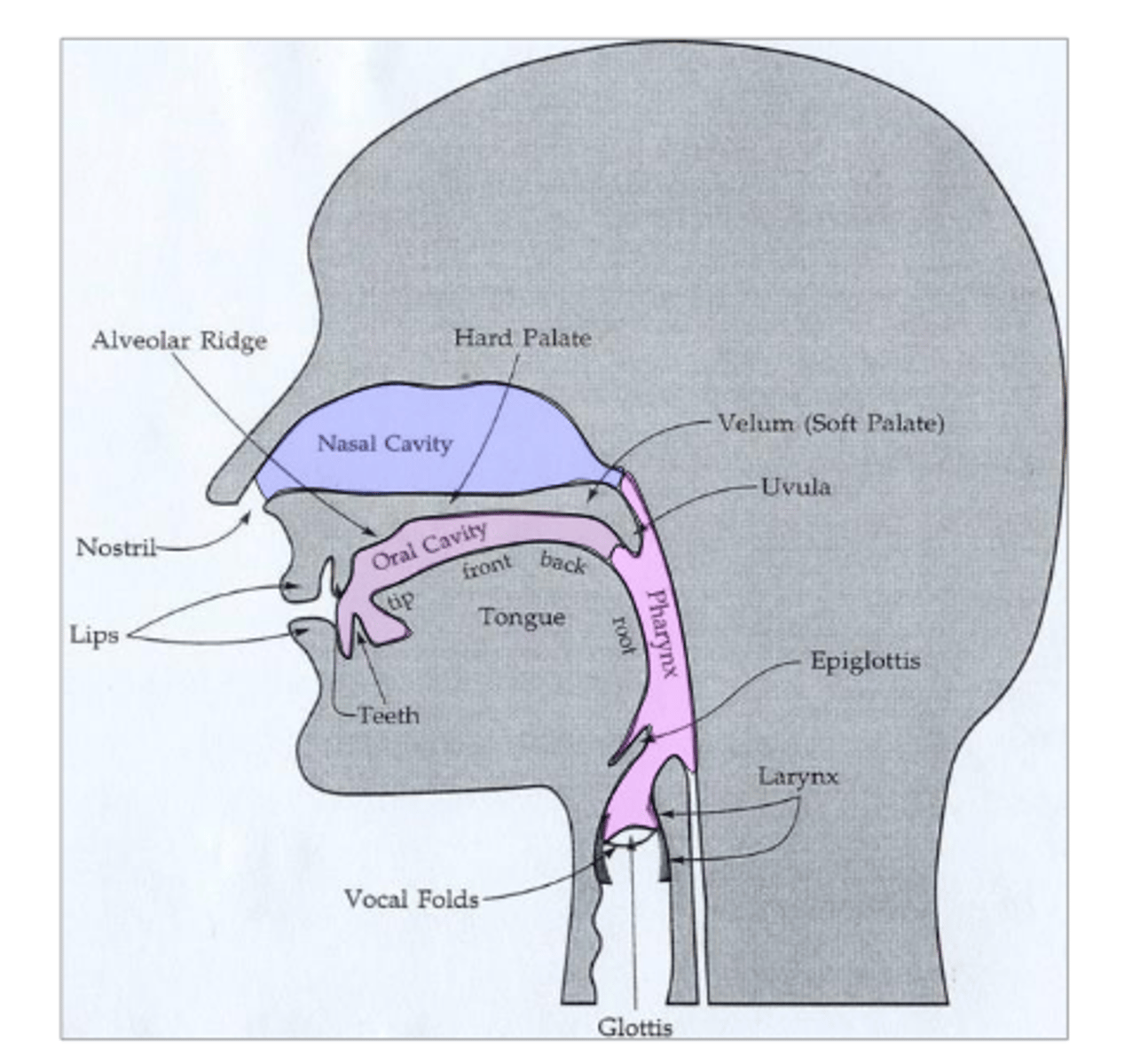 <p>- Nasal cavity (function as resonator)</p><p>- Oral cavity (functions as articulation and resonator)</p>