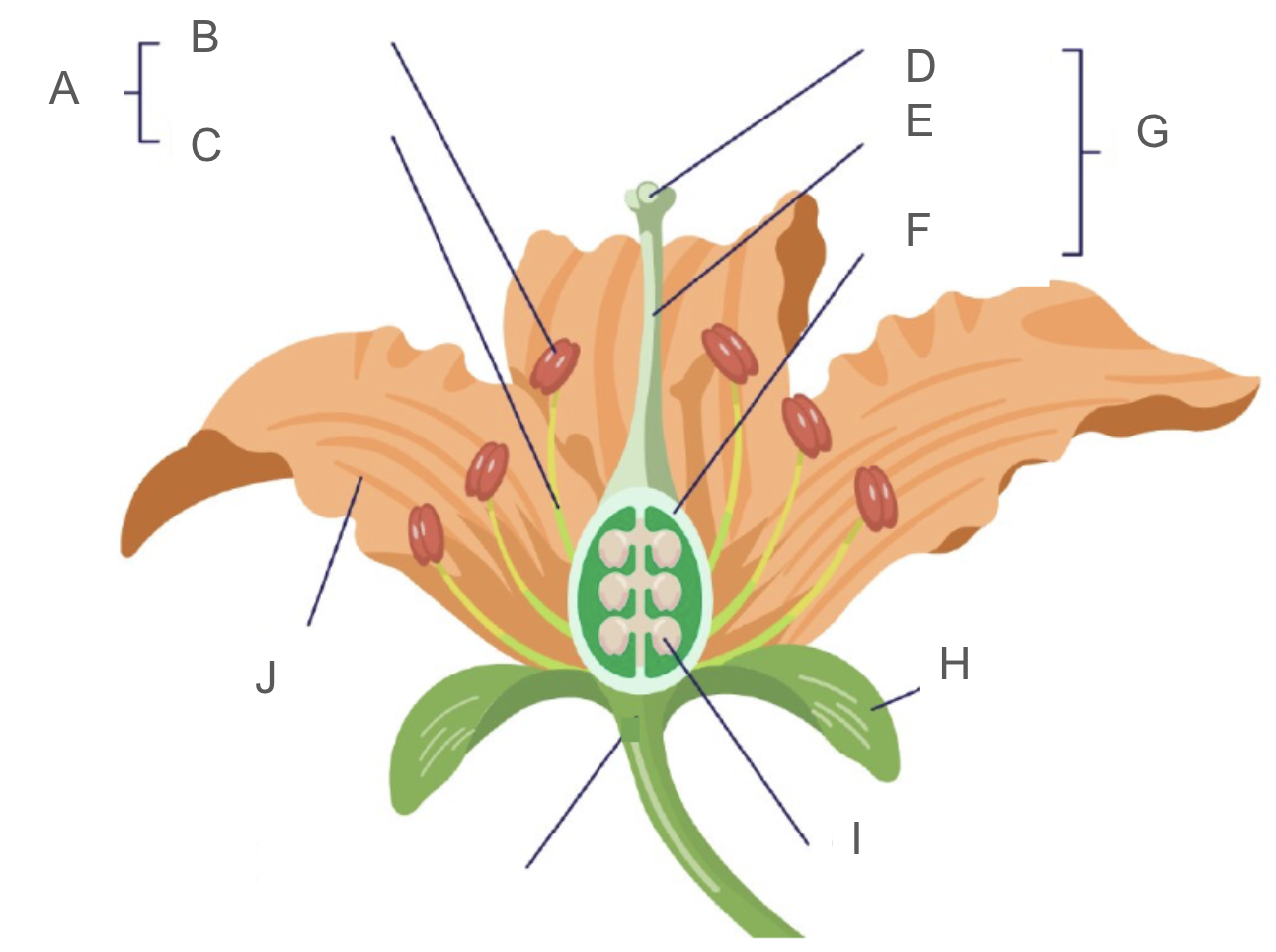 <p>Describe the name and function of G</p>