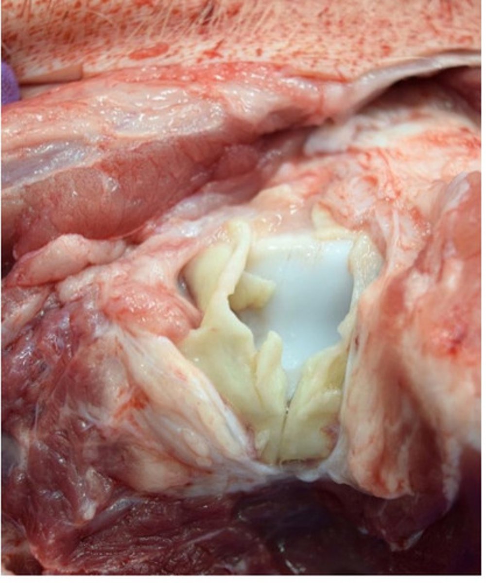 <p>Provide morphological diagnosis</p>