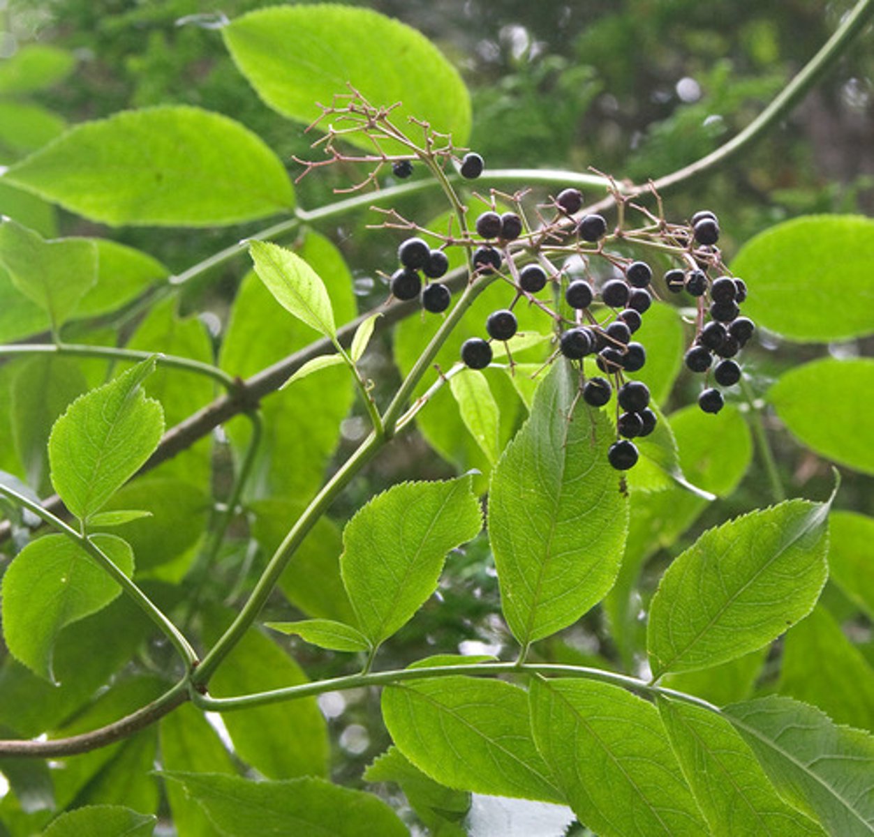 <p>A deciduous shrub with opposite pinnate leaves that bears large clusters of white flowers in the summer and dark, edible berries in the fall.</p>