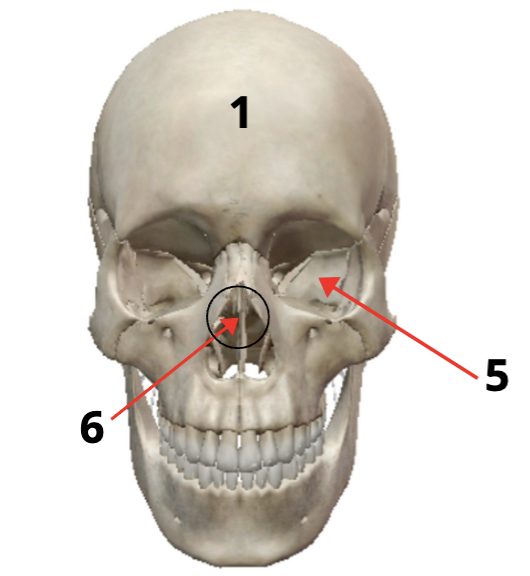 <p>What is bone 6?</p>