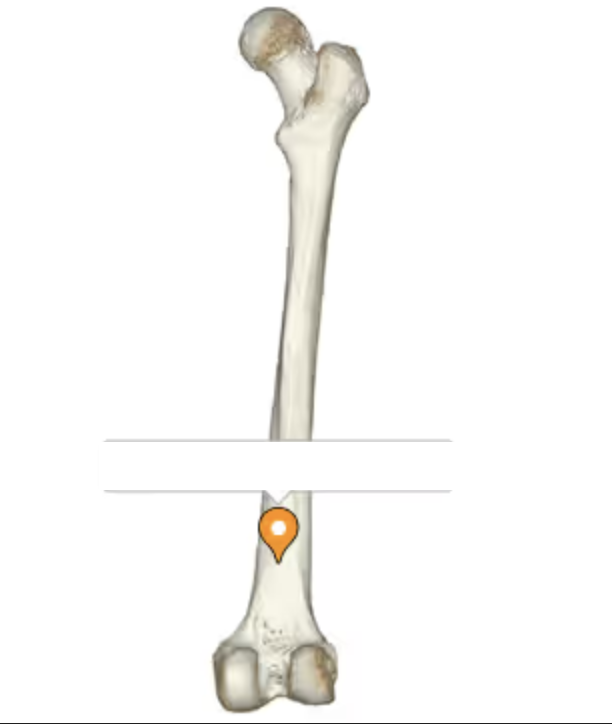 <p>the bump/indentation superior to the intercondylar notch </p>