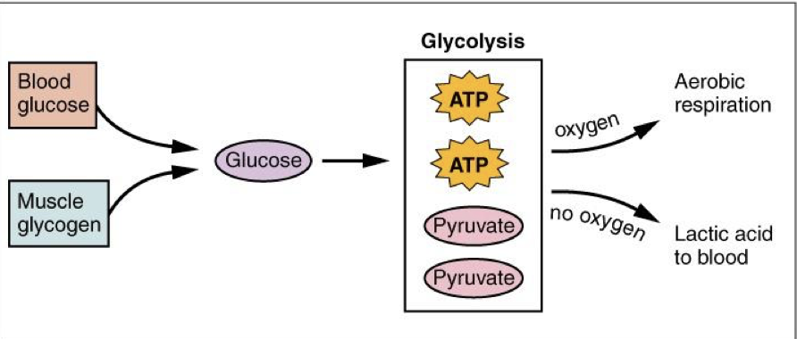 <p>Short-Term ATP Supply: provides energy for muscle contraction once immediate</p><p class="p1"><span style="line-height: normal;"><span>sources are depleted; can supply ATP for 30-40 seconds of sustained contraction.</span></span></p>