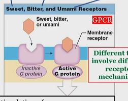 <p>associated with carbohydrates </p>