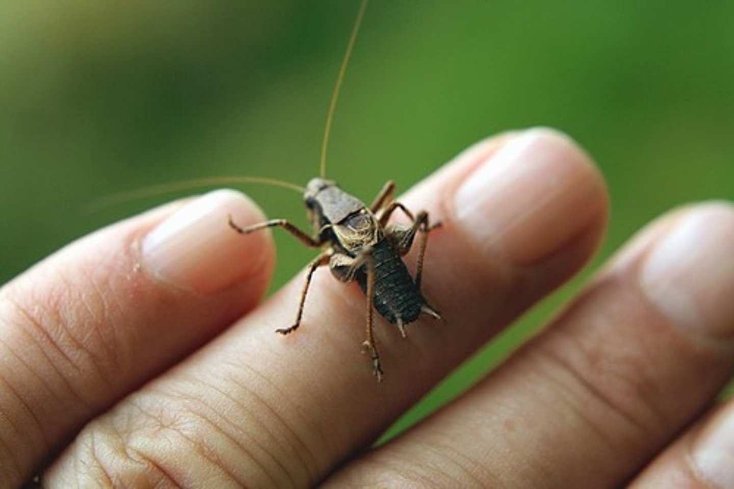 <p>Identify the sex.</p>