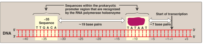 <p>Label this section of the prokaryotic promoter region.</p>