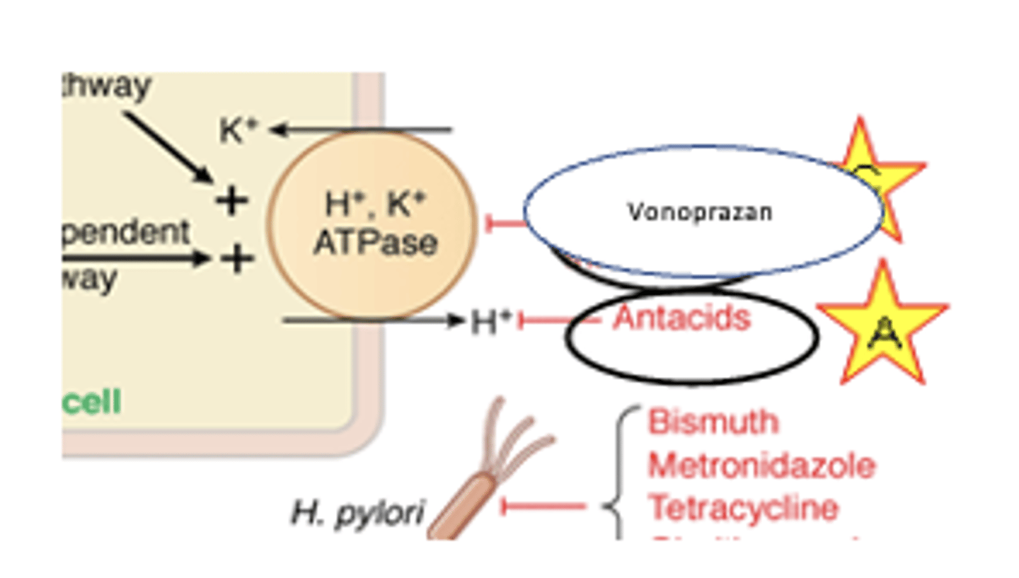 <p>PCAB=potassium competitive acid blocker</p><p>REVERSIBLY binds to proton pump</p>