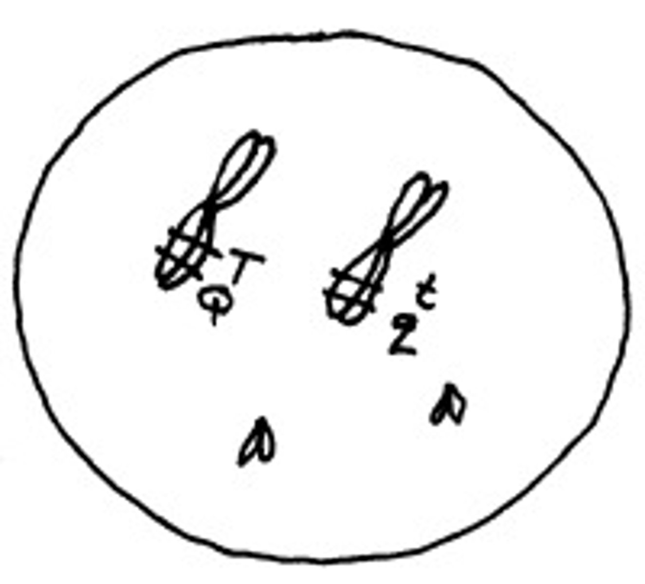 <p>The genotype for this cell is TQ/Tq. [Note: a backslash indicates genes or alleles on homologous chromosomes whereas a semicolon indicates genes on non-homologous chromosomes.]</p><p>True or False</p>
