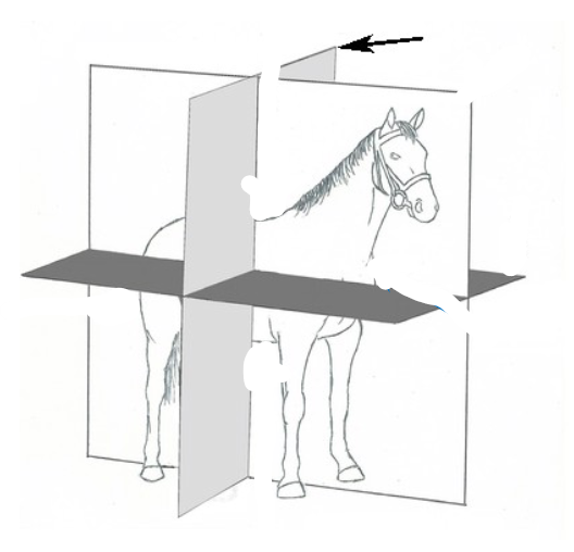 <p>Frontal</p>