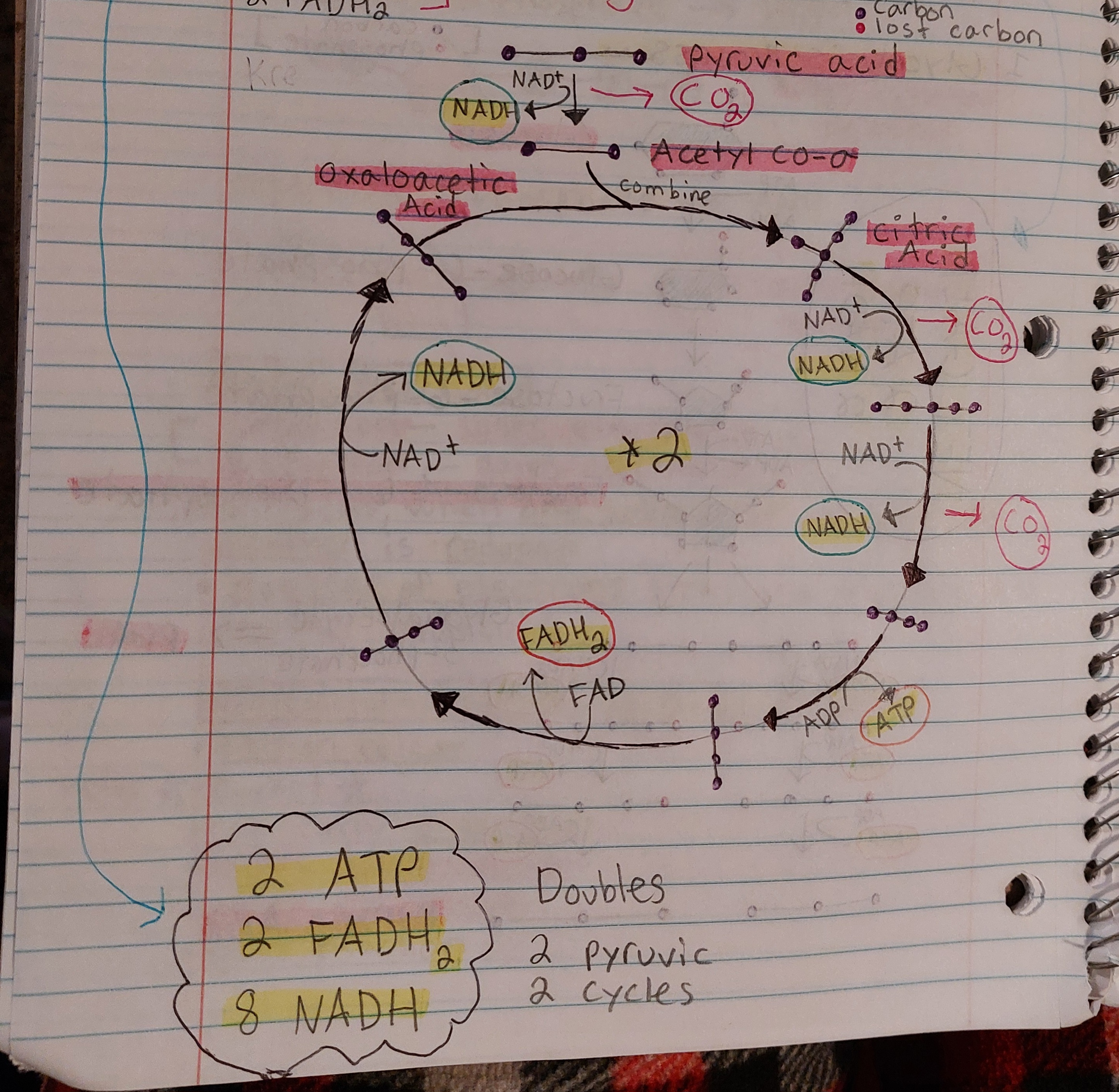 <p>MUST KNOW: </p><p><strong>Pyruvic Acid</strong></p><p><strong>Acetyl Co-a</strong></p><p><strong>Citric Acid</strong></p><p><strong>Oxaloacetic Acid</strong></p>