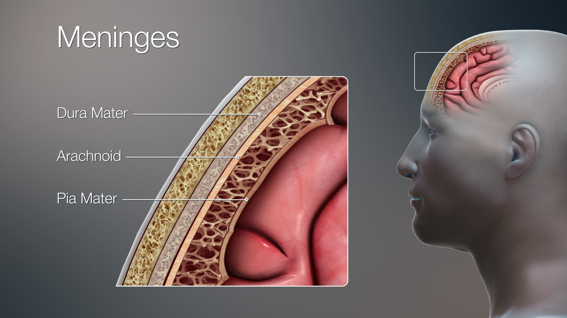 <p>The delicate innermost membrane enveloping the brain and spinal cord.</p>