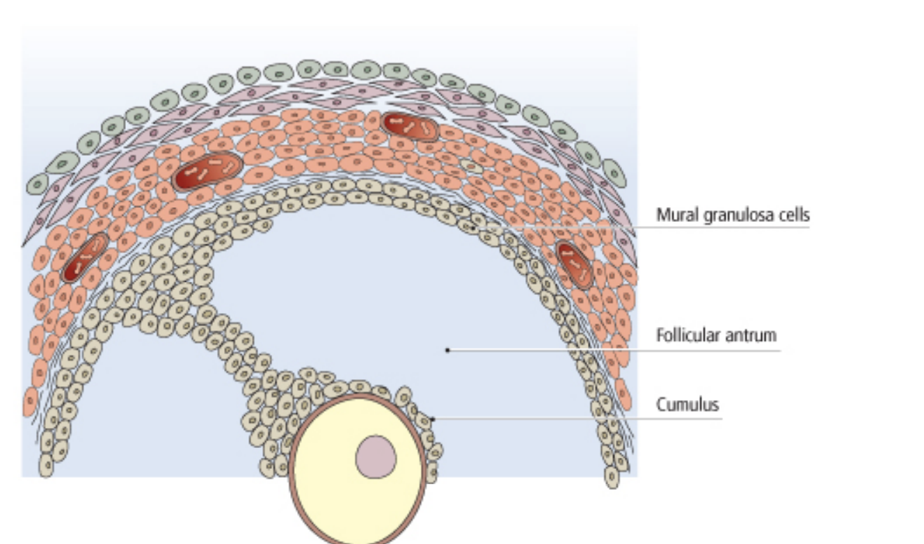 <ul><li><p>there’s some nearby the oocyte: cumulus cells</p></li><li><p>some are pushed near the edge: mural cells</p></li></ul><p></p>